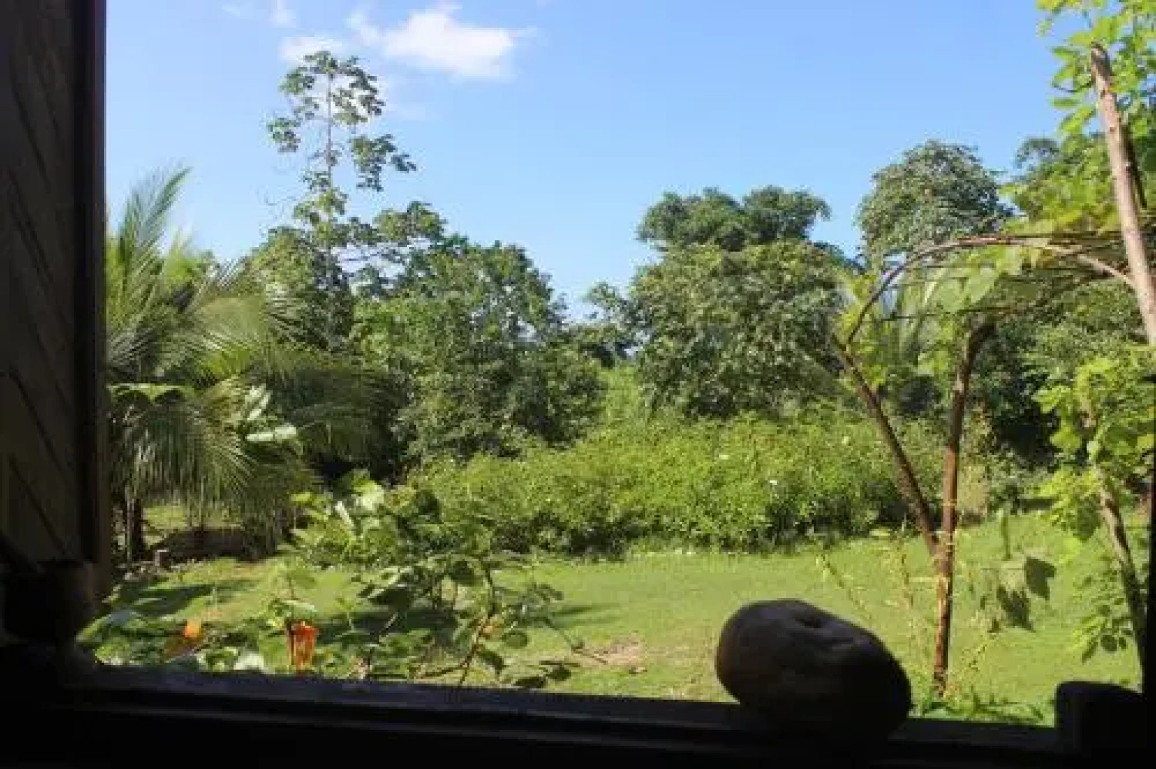 Jaguar Azul Palomino