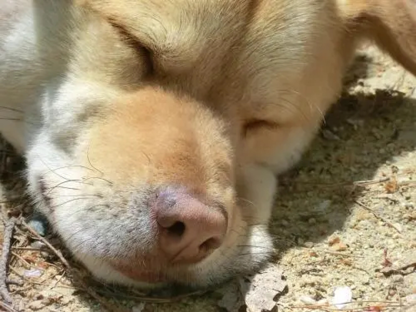 Canadian Loghouse Inn Azumino Yujin