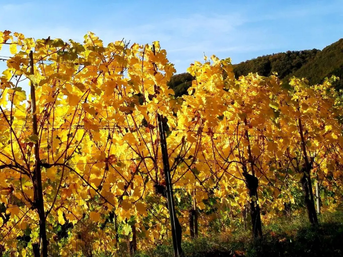 Ferienwohnung Ambiente II Und III