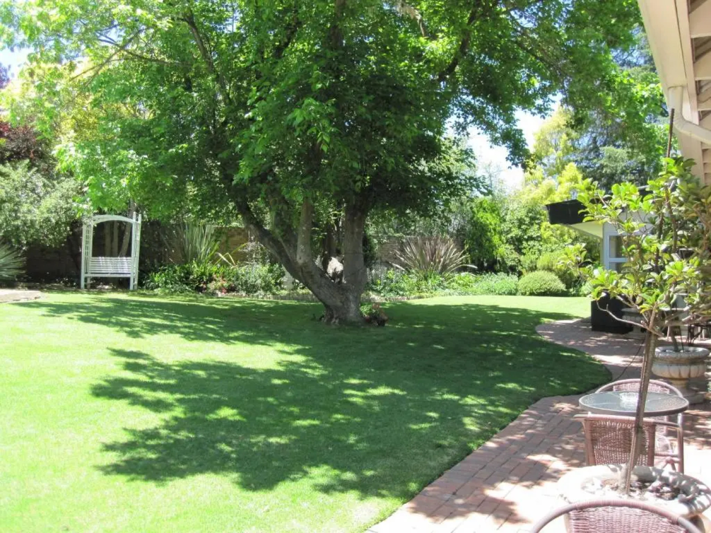The Pecan Tree