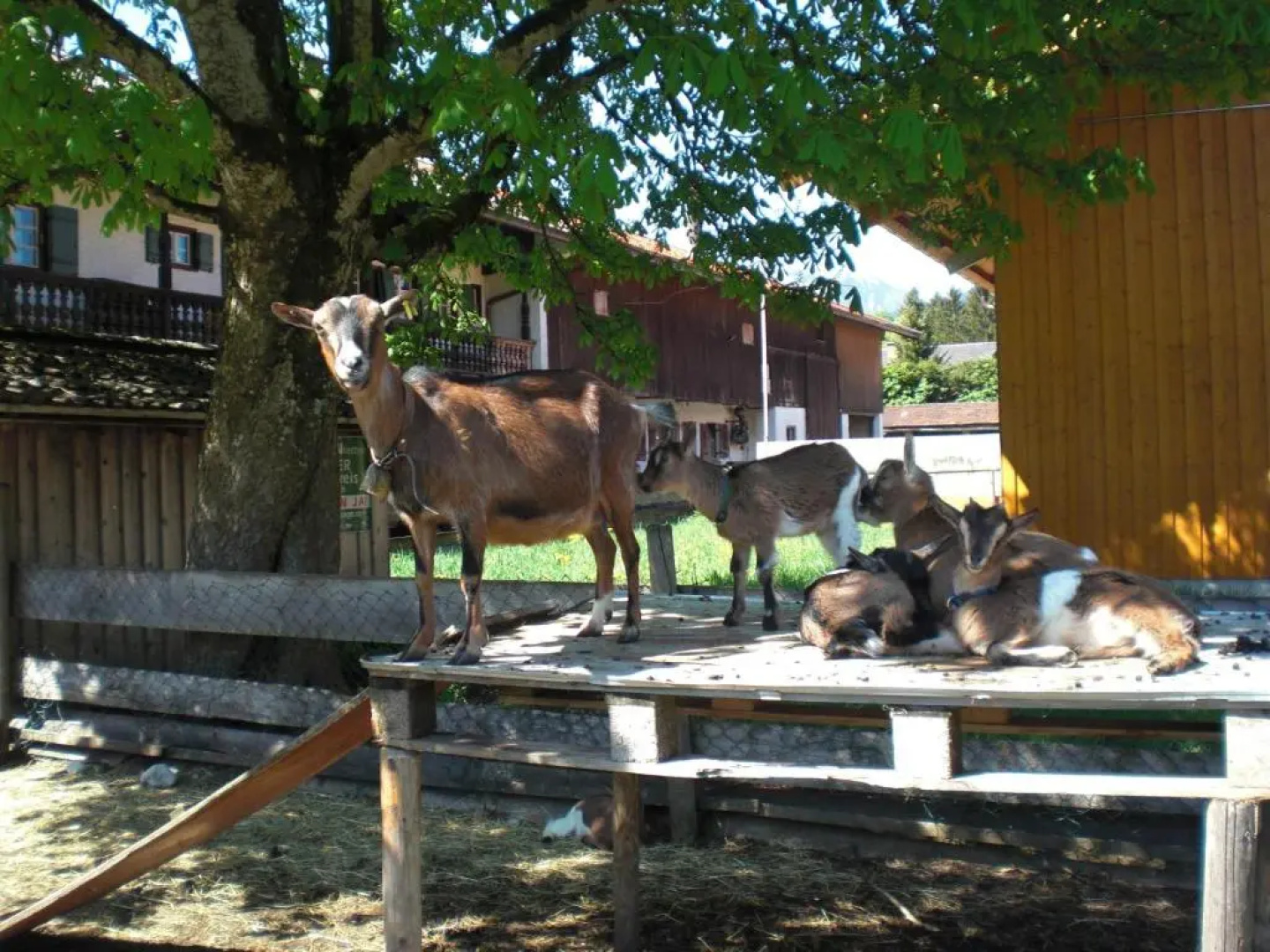 Familien-Bauernhof-Berghammer