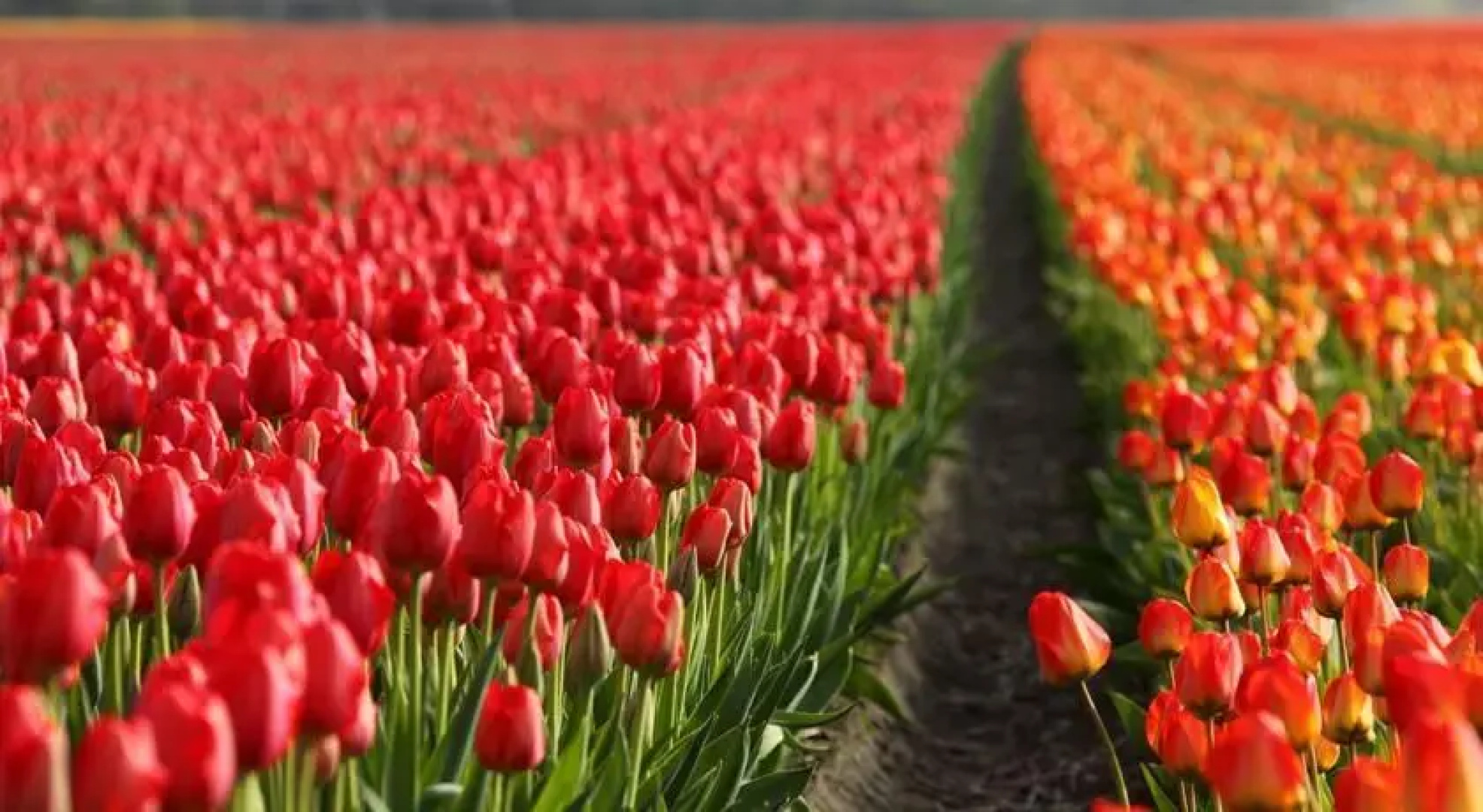 Tuinzicht