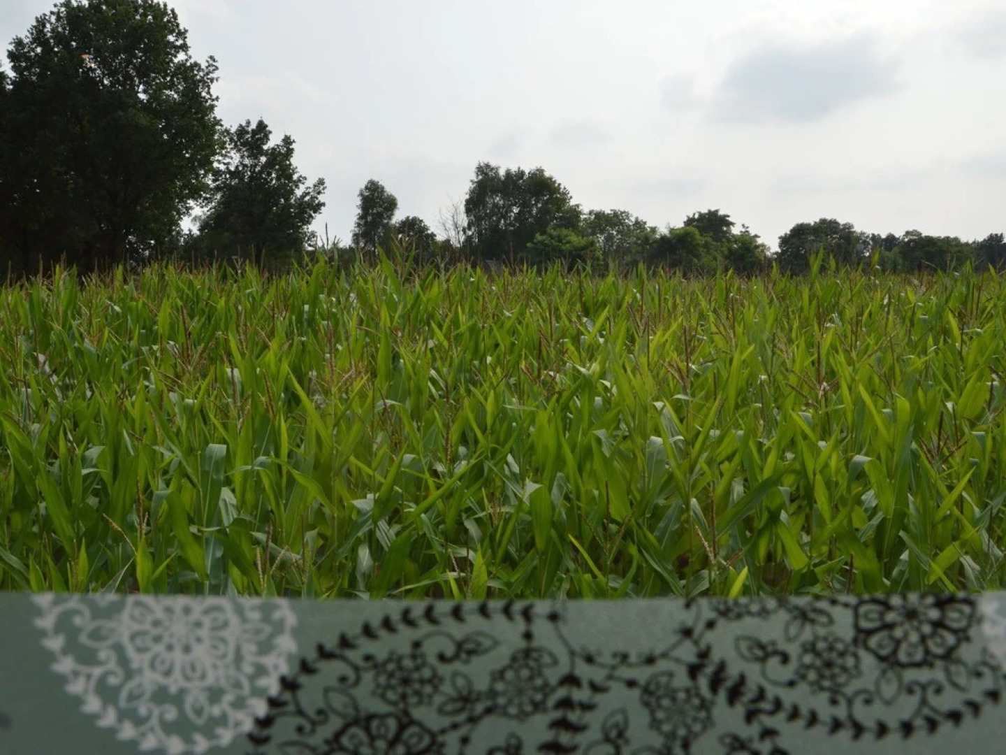 Quaint Holiday Home in Valkenswaard on a Farm