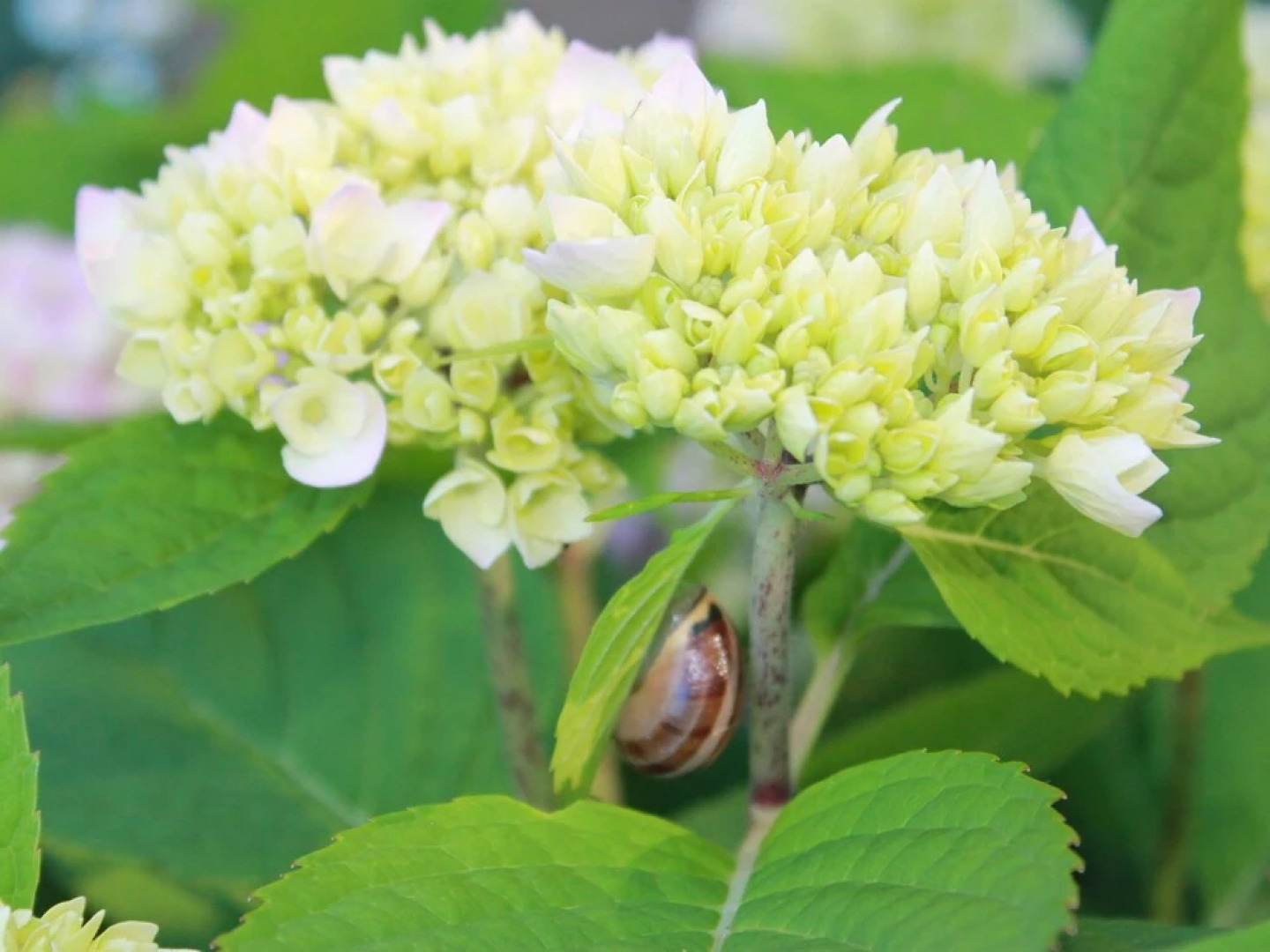 Quaint Holiday Home in Kropelin Germany with Sauna