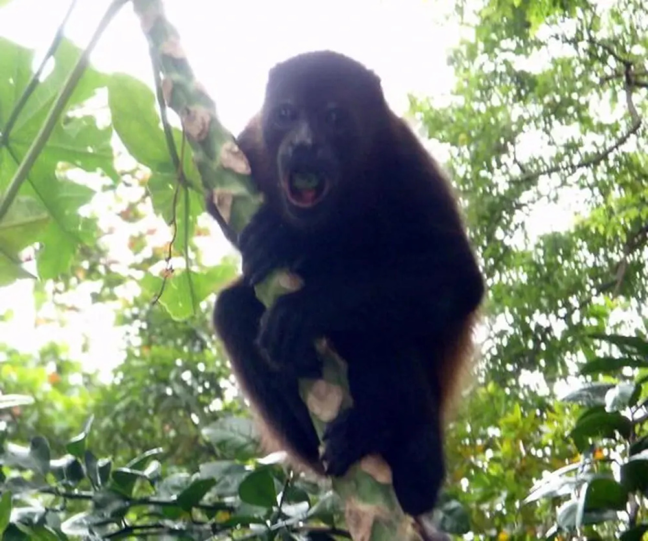 The Howler Monkey Hotel