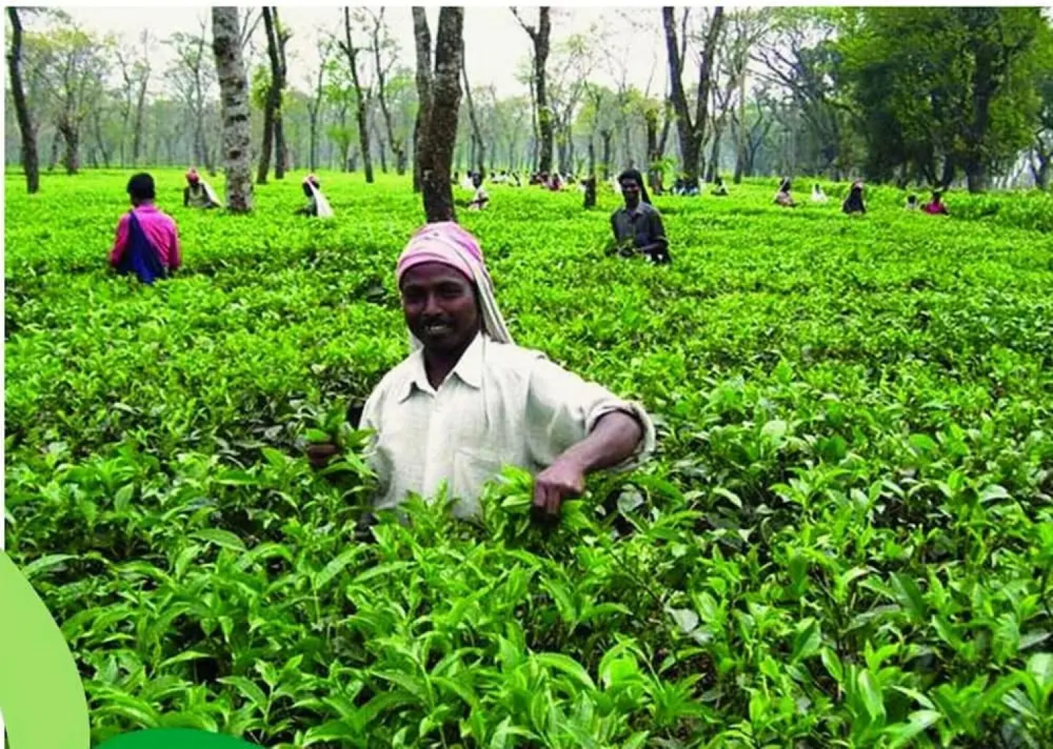 The Riverwood Forest Retreat - Dooars