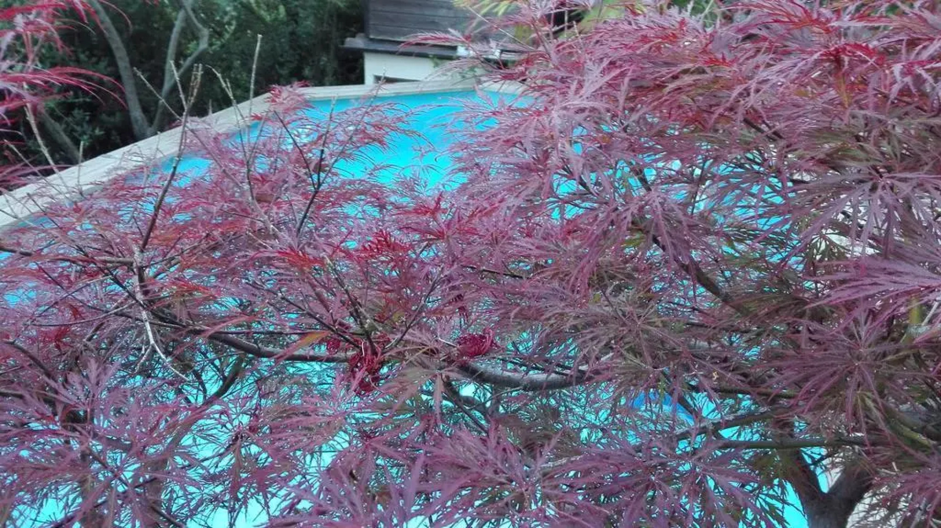 Oliveraie de la Leuziere