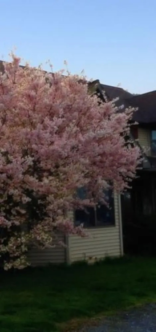 The Dragonfly Bed and Breakfast