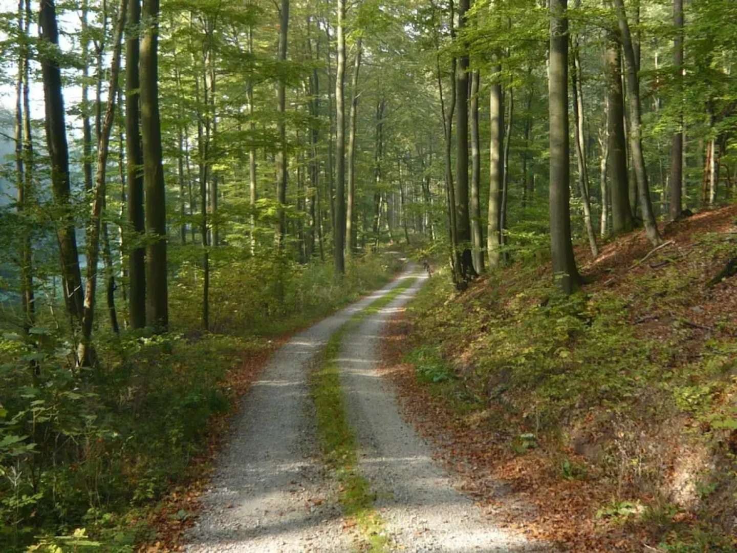 Spacious Apartment in Schwalenberg Near Forest