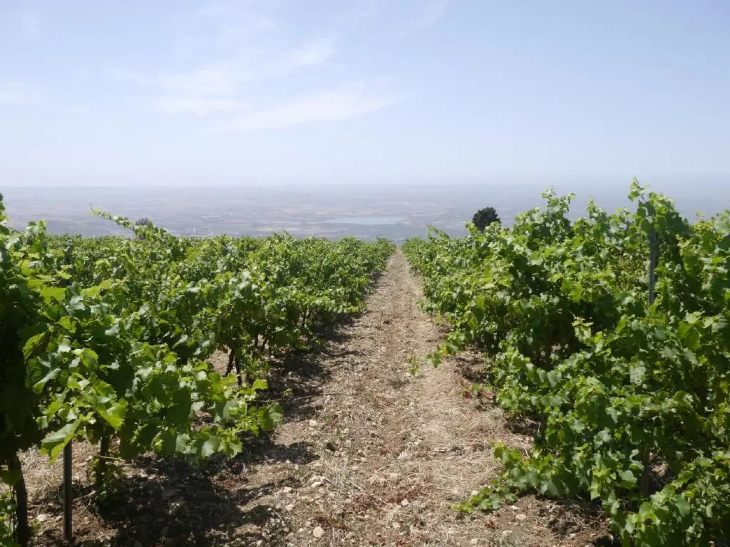La Casa Nel Vigneto Erice