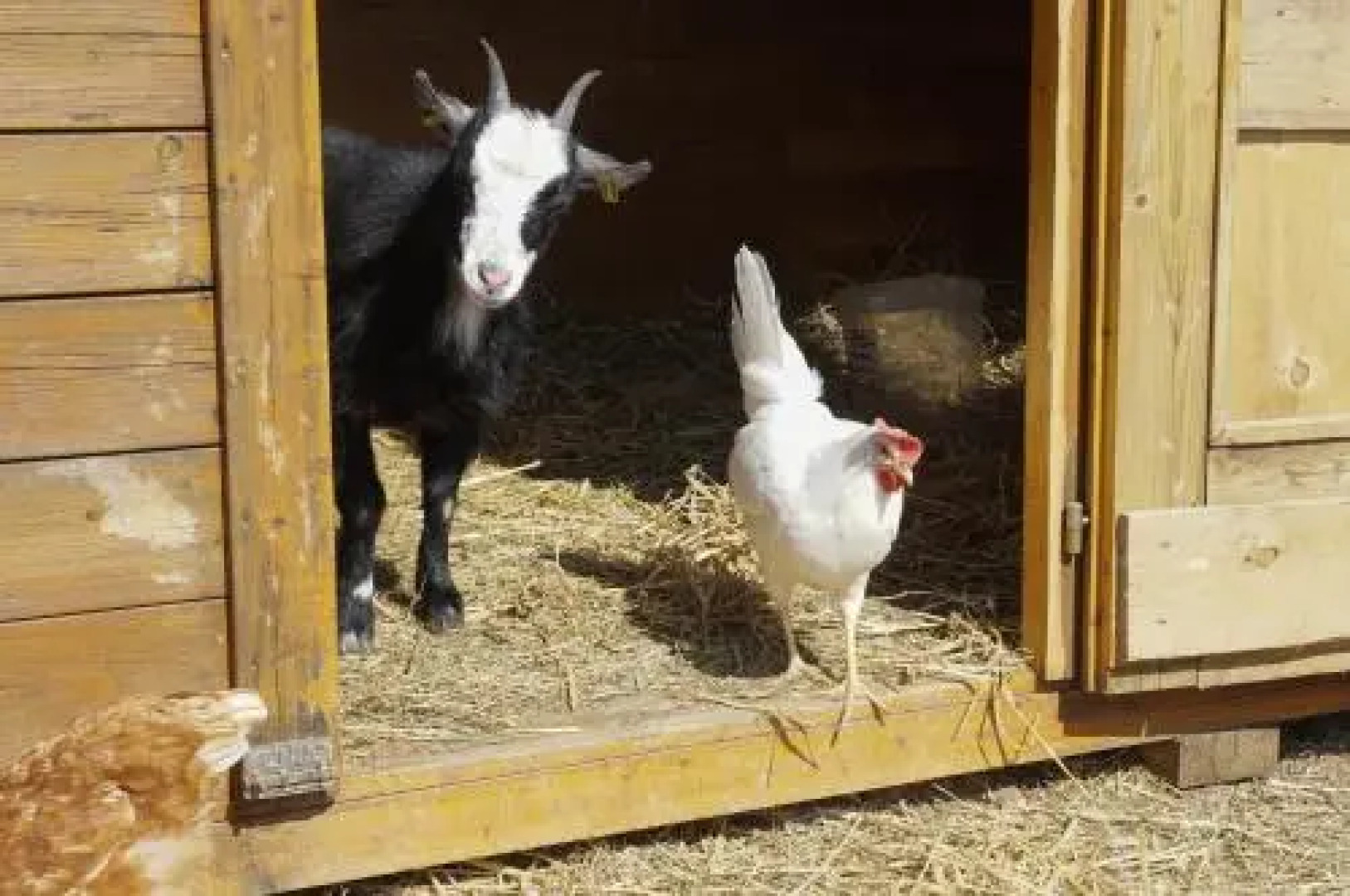 Freizeit Reitstall Schammelsdorf