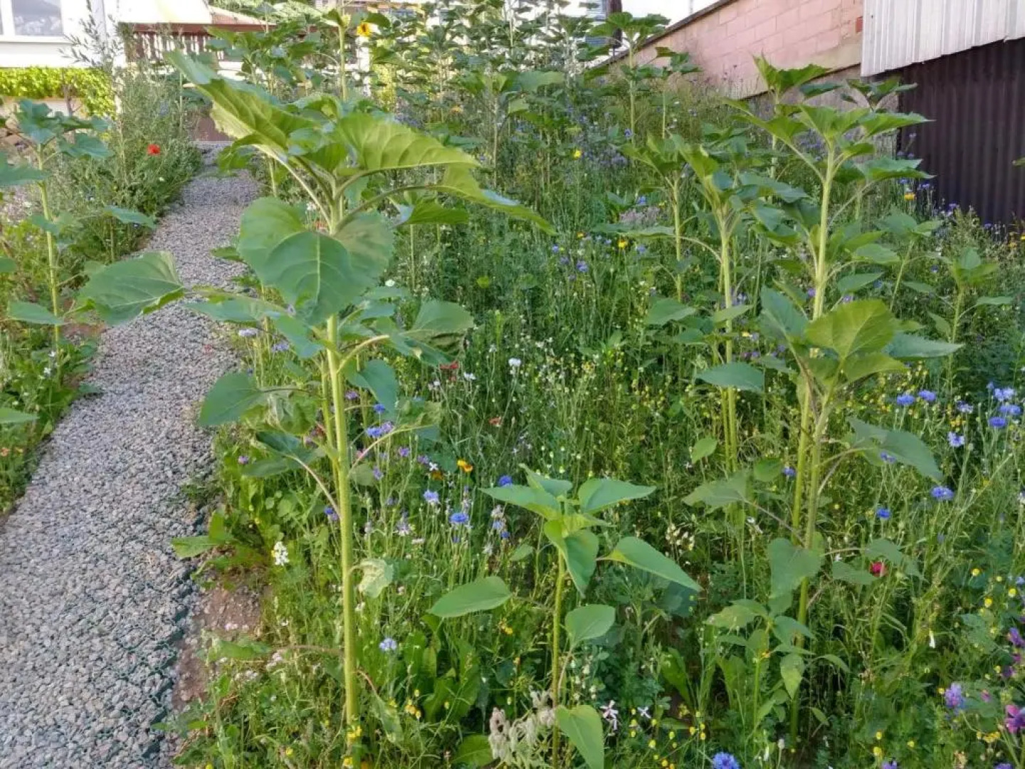Ferienhaus Fräulein Frenz