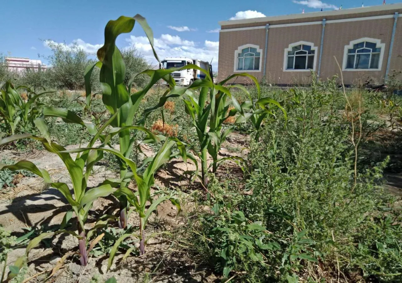 Crown Inn Tashkorgan