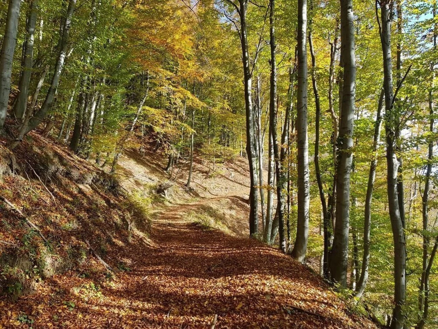 Vacation House Donacka Gora