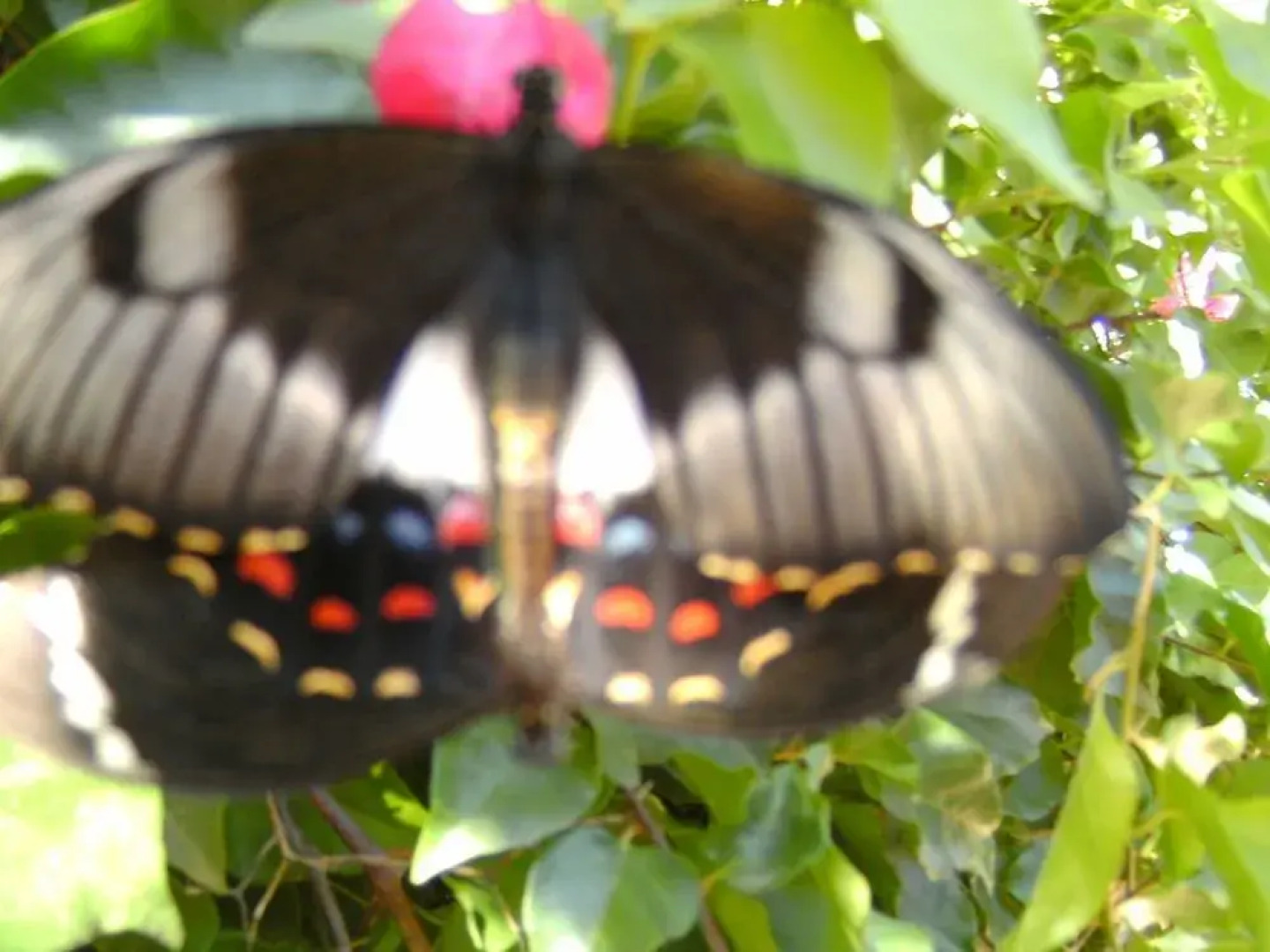 Sonjas Bed and Breakfast