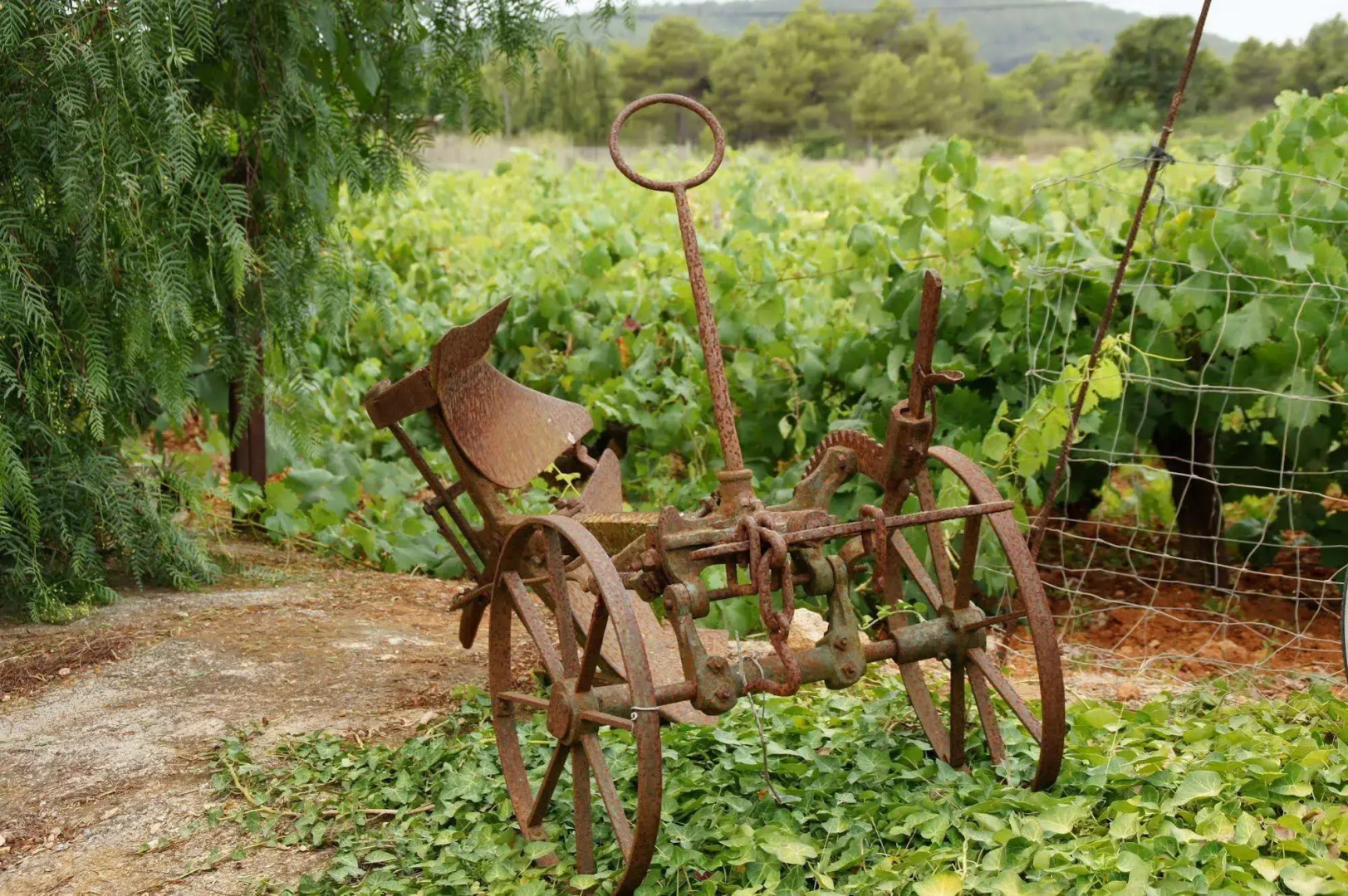 Agroturismo Sa Vinya d'en Palerm