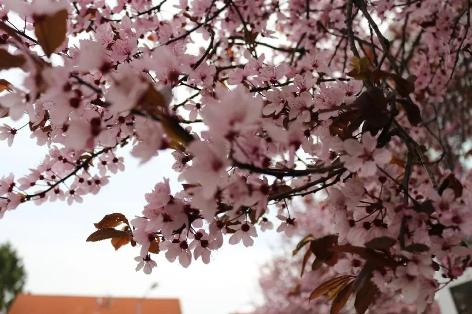 Gästehaus Kirschgarten