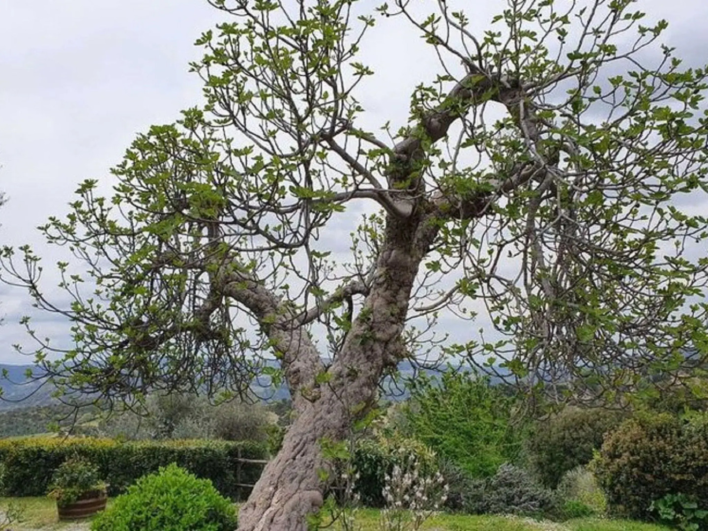 Tuscan Scenic View Stay