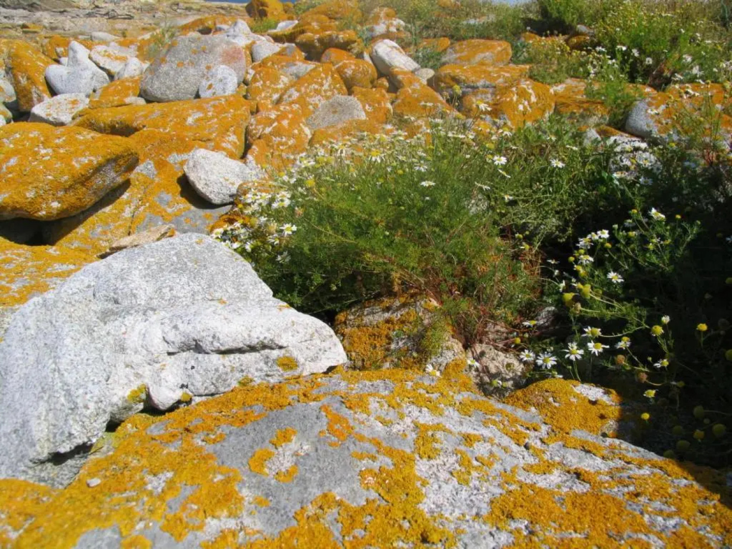 Studio les Trois Etoiles de Mer