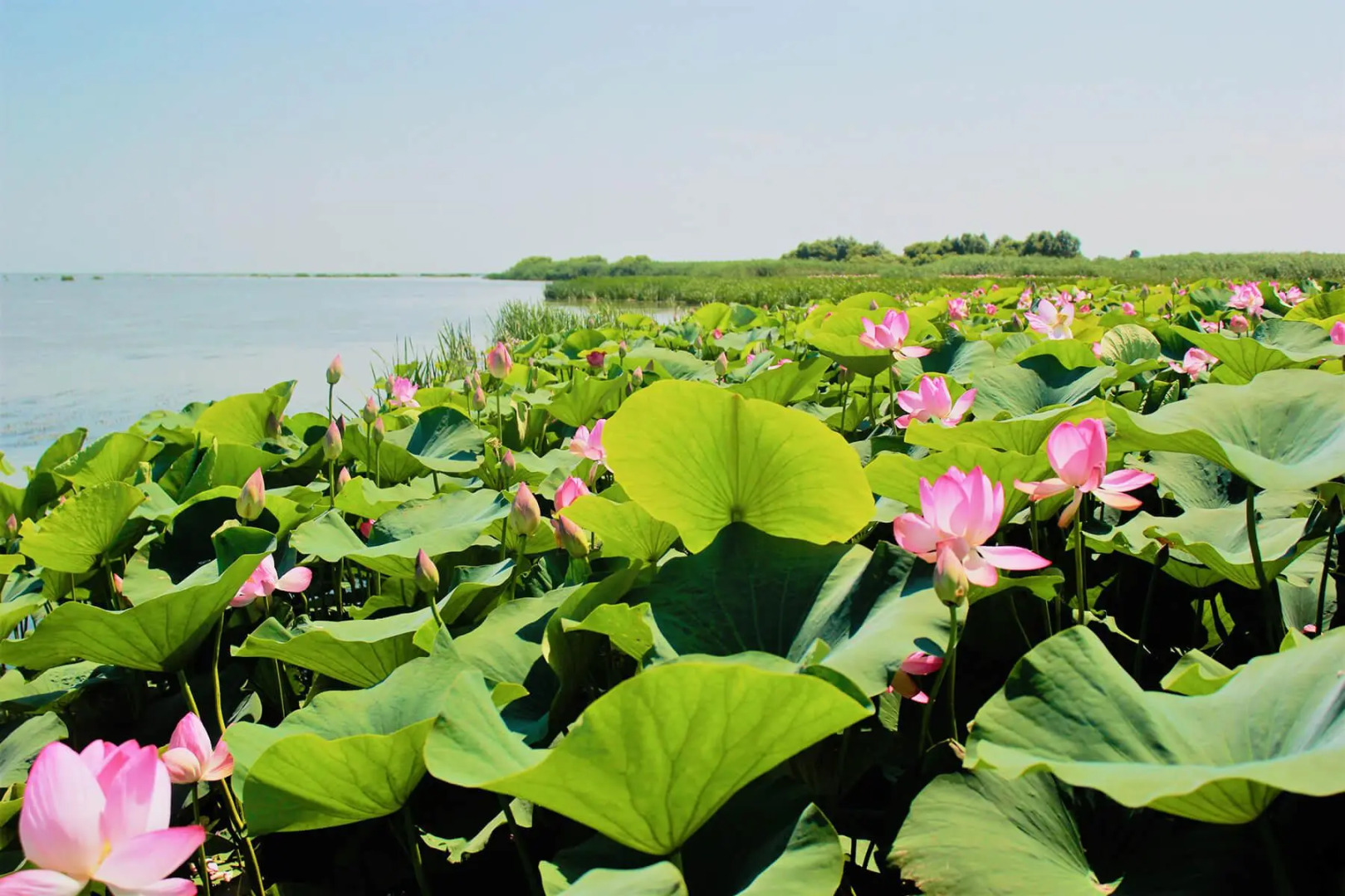 Волга Дельта