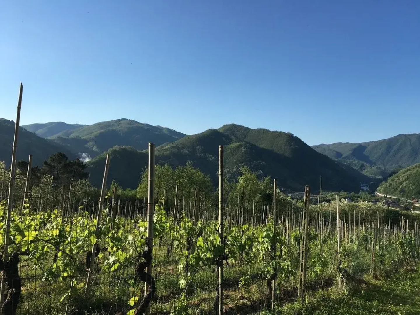 Tenuta La Fratta Apartments