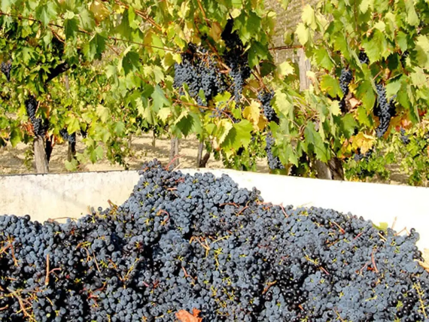 Residence Borgo Offida