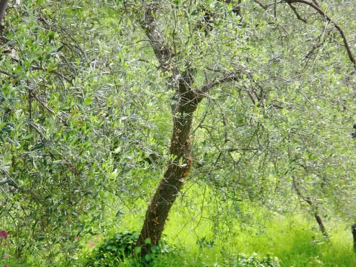 Panoramic Townhouse Casa del Borgo