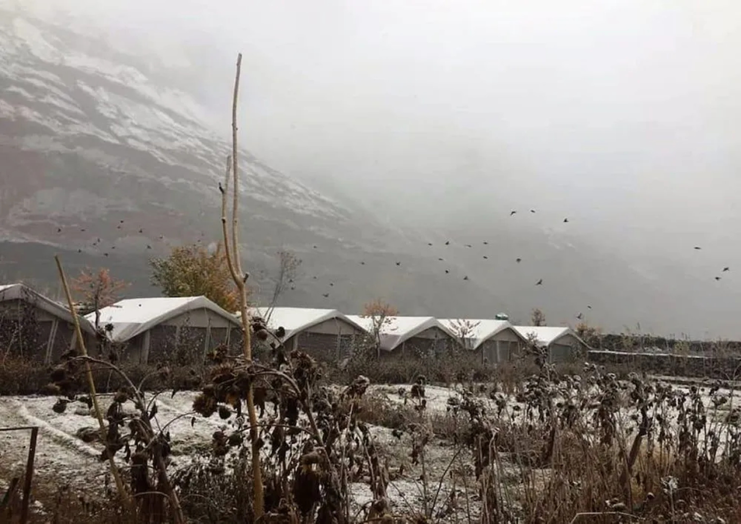 TIH Buckwheat Root Camp - Turtuk