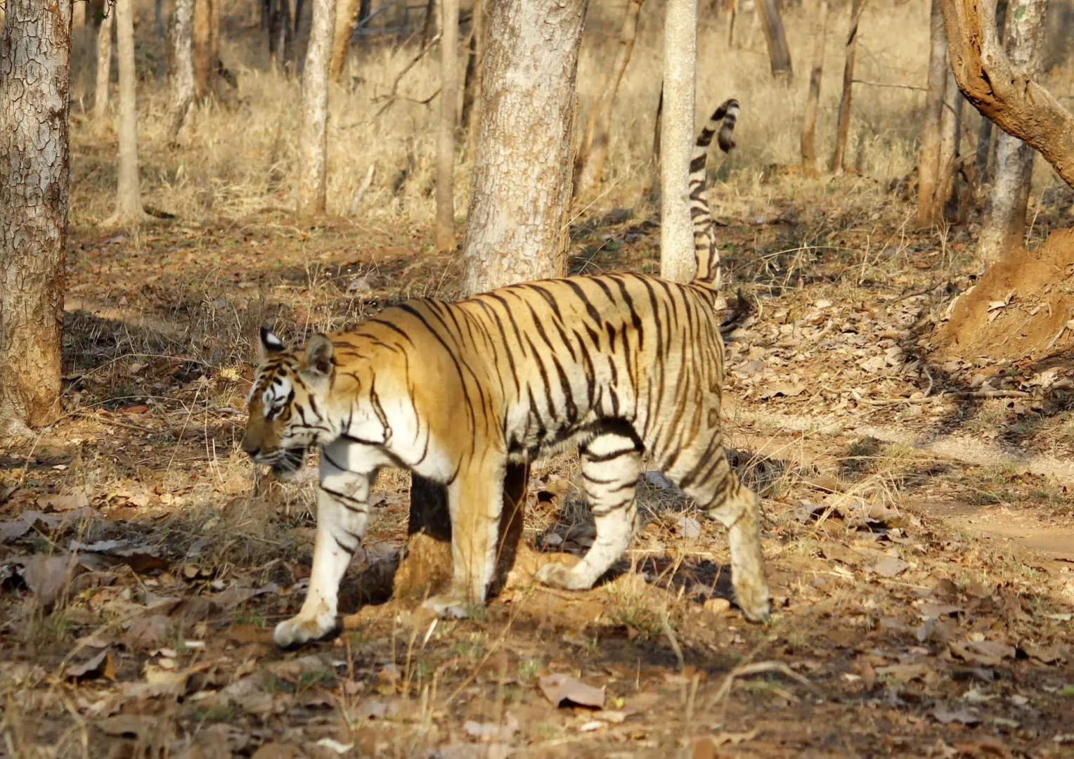 Pench Jungle Camp