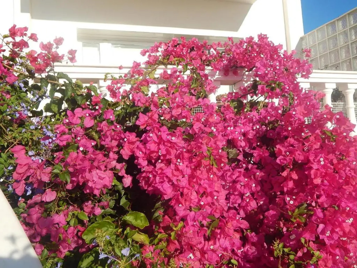 Peggy's Villa-House with private pool 25' from Athens Intl Airport