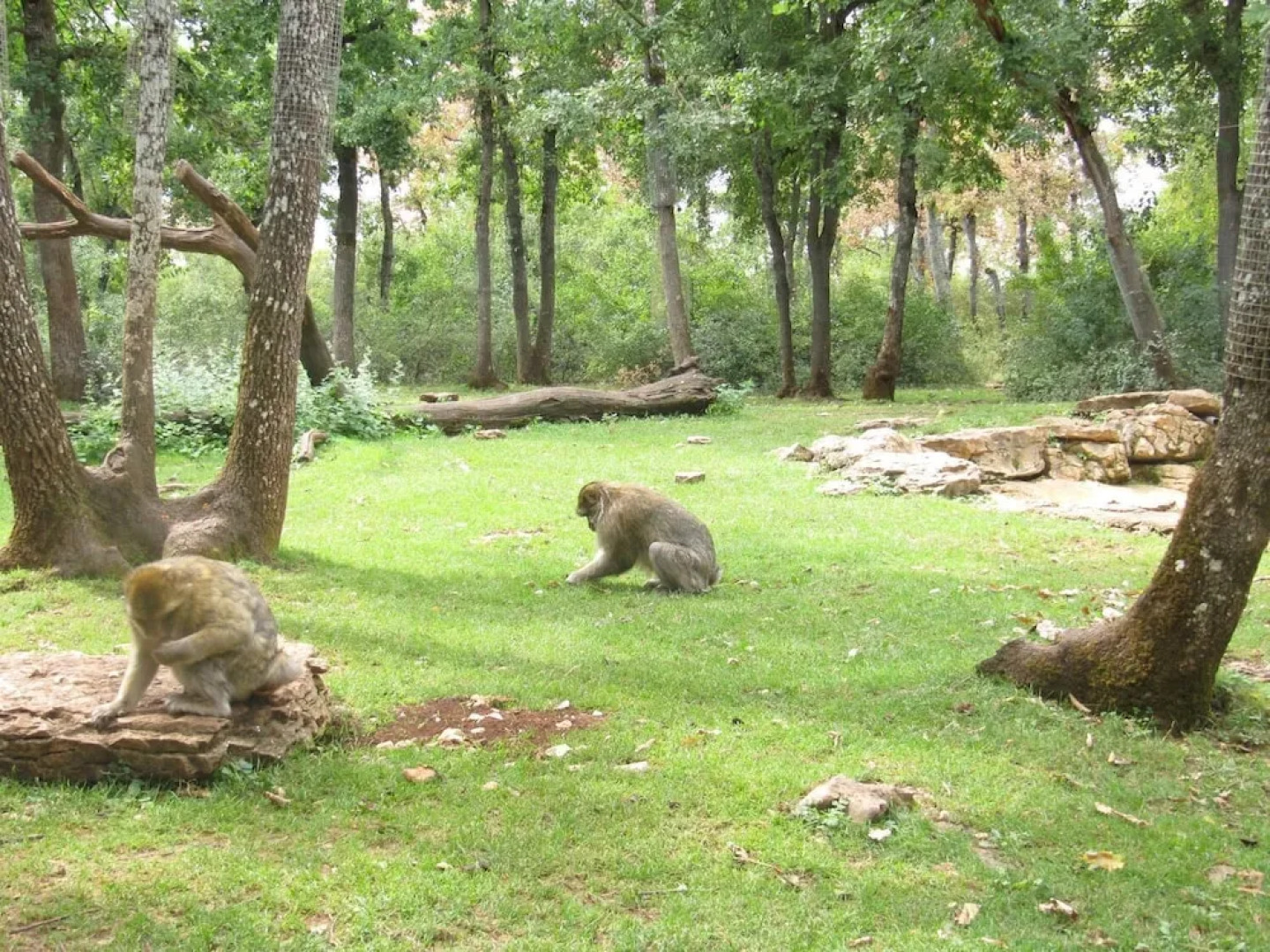 Chalets Bois Moulin de Chaules