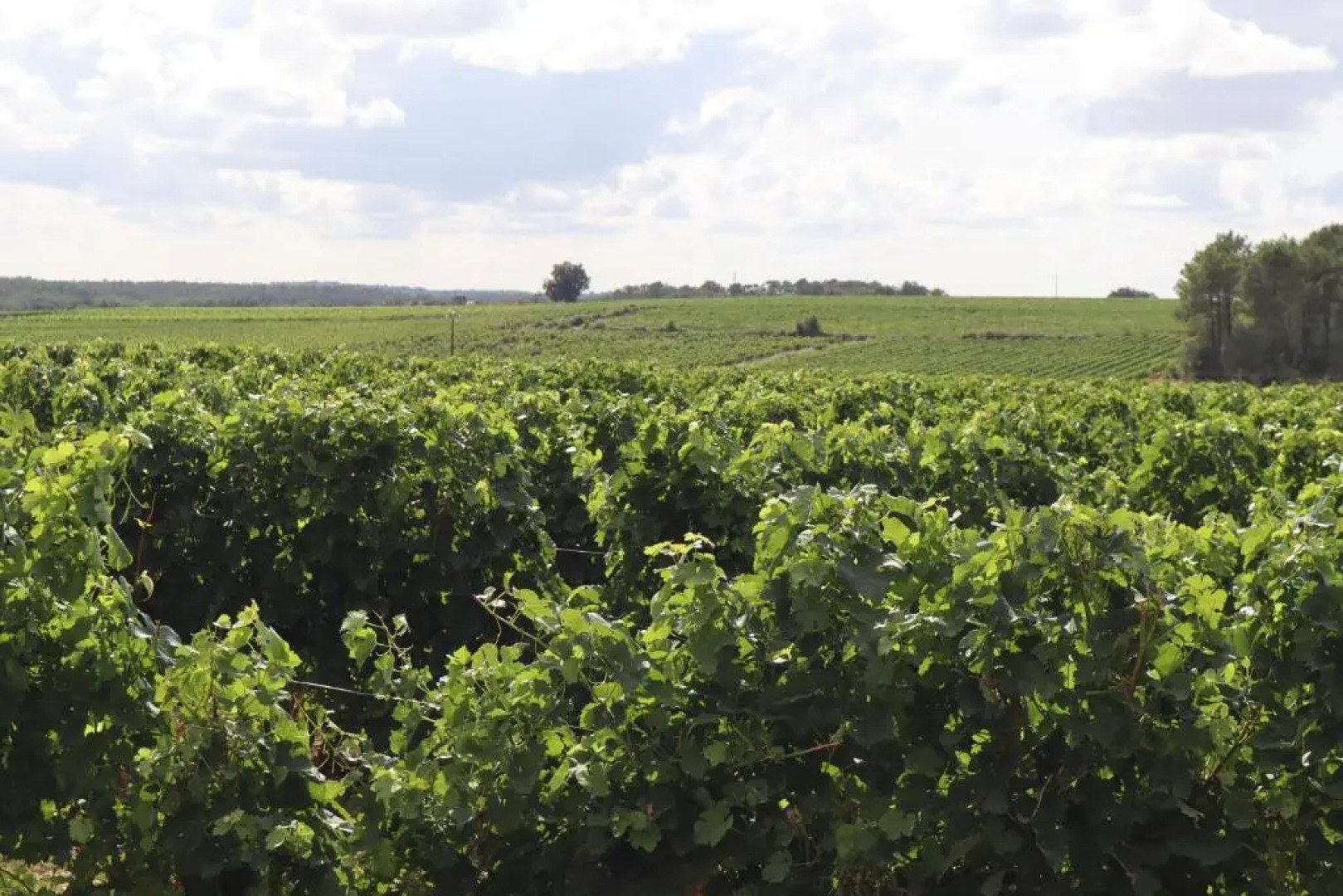 Domaine des Tilleuls