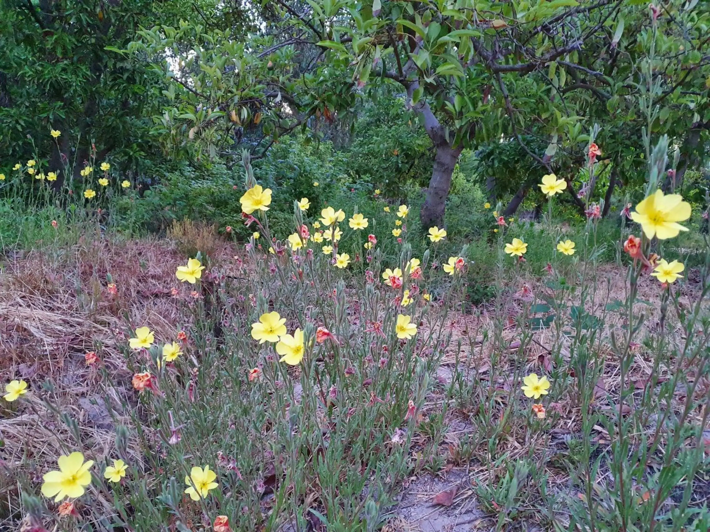Parcela de 3 hectáreas con orilla de Lago