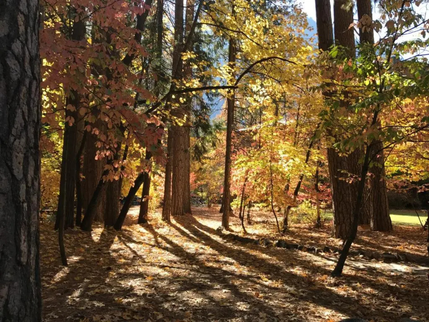 Yosemite Condominium