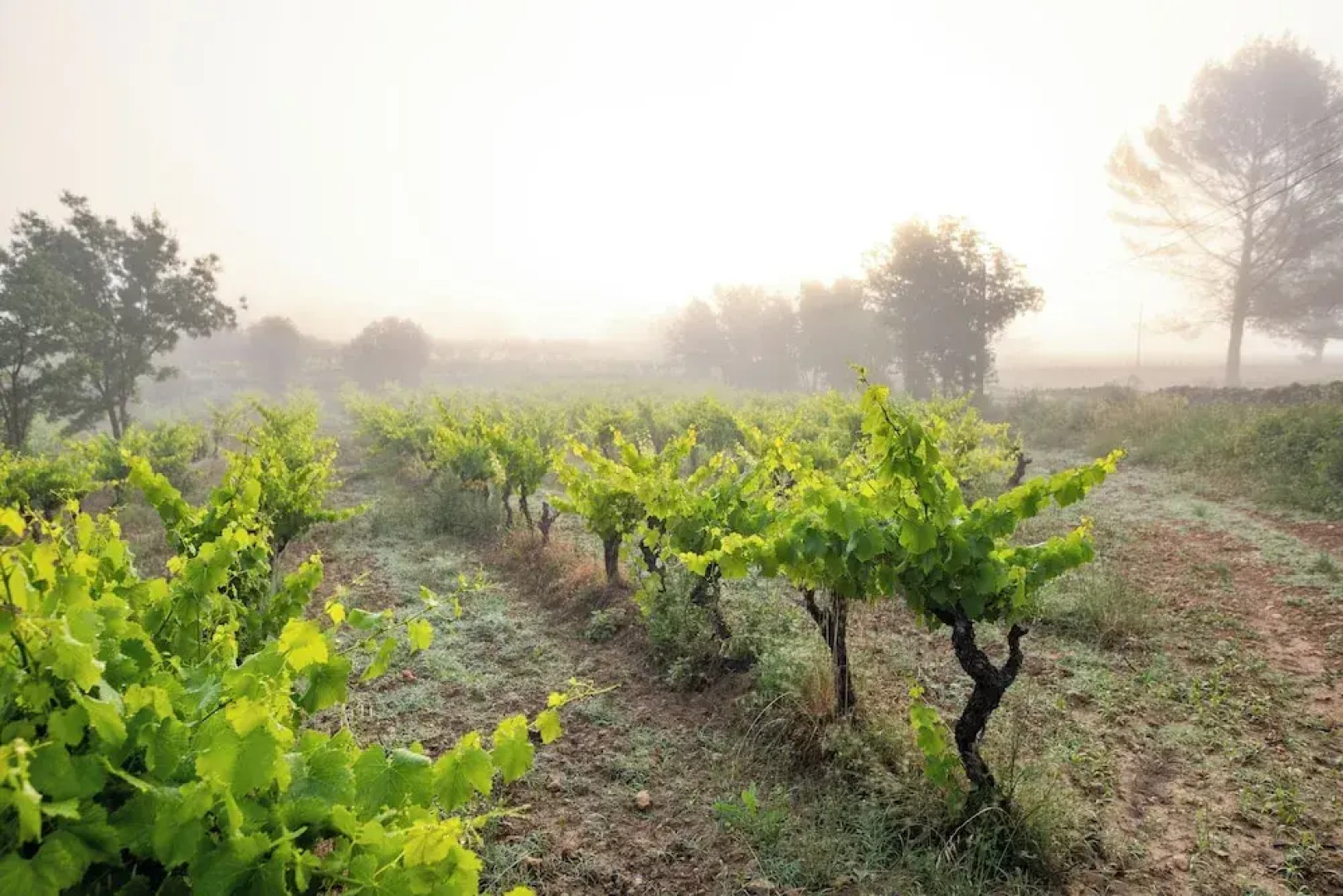 La Bastide Du Murier