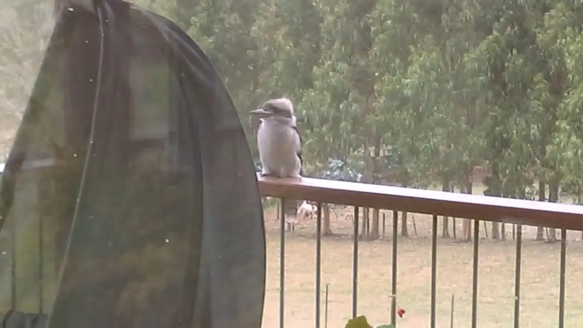 Deloraine Comfort guest house