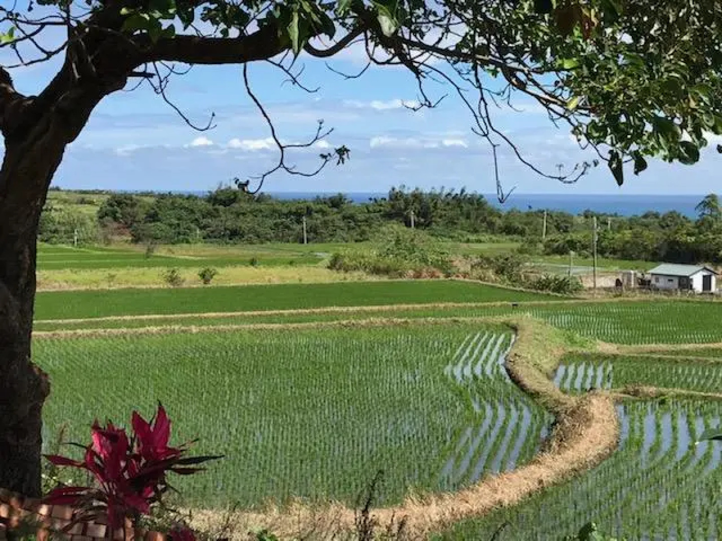 King Kong Loves Barbie BnB