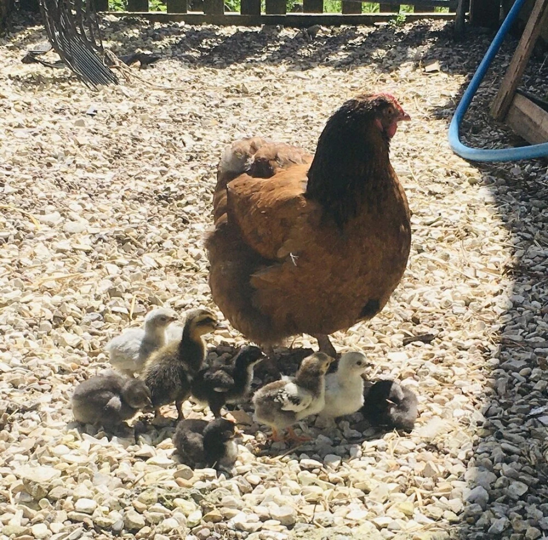 Gratton Grange Farm B&B