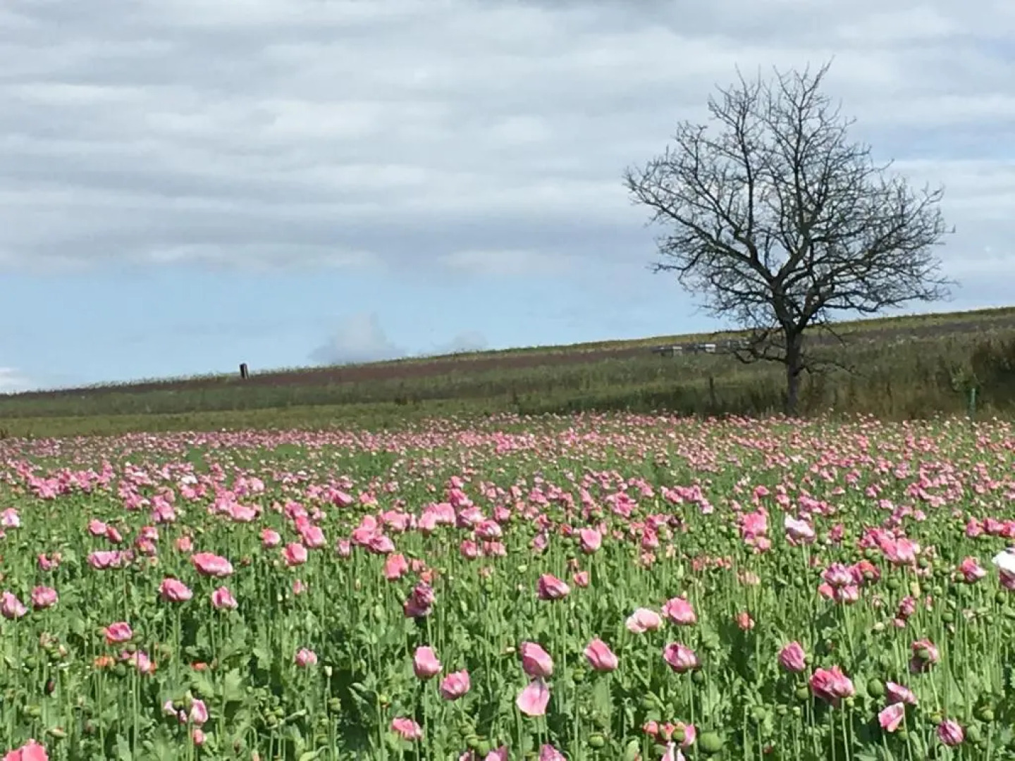 Café & Pension Meine Sonne ... Sole Mio