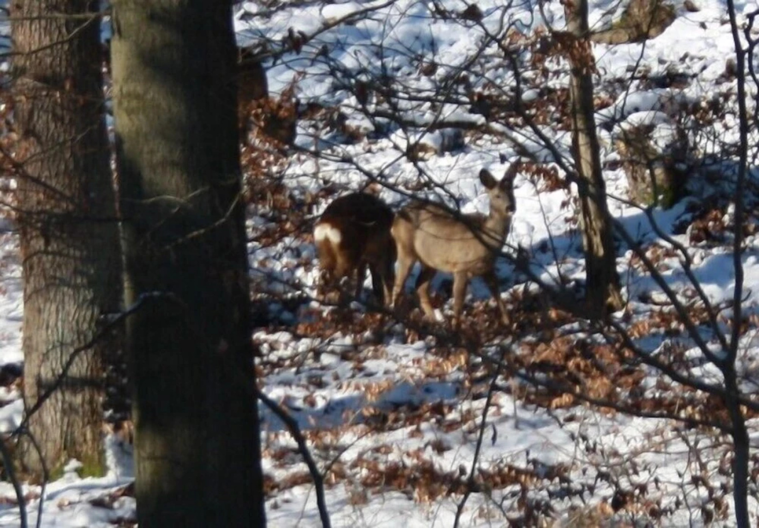 Ferienwohnungen Oberharzblick