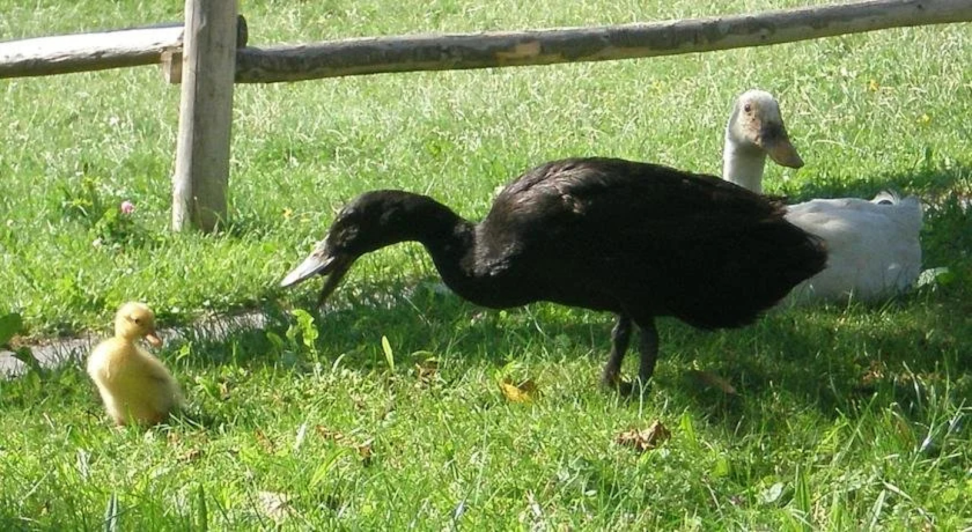Wiesenbauer - Schlögl Anton