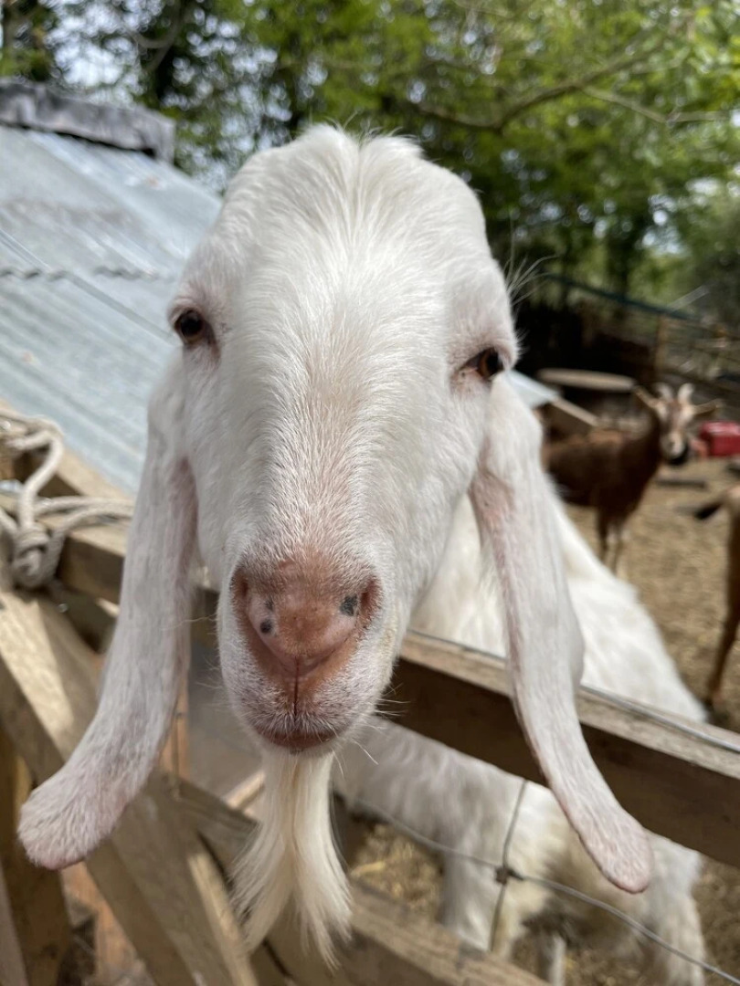 Woodlands Lodge - Come and Enjoy the Good Life