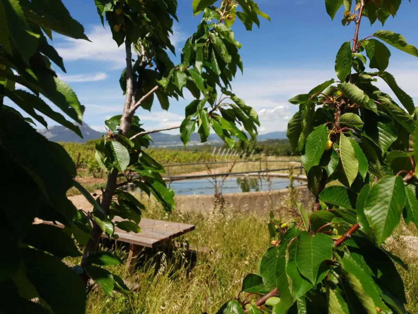 Domaine De La Navicelle - Merlot
