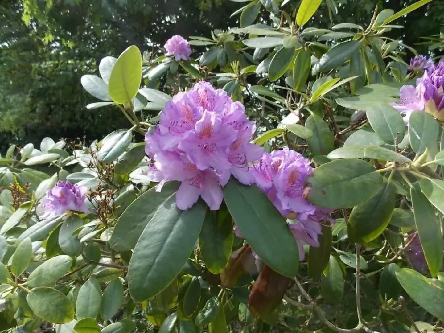 The Garden Hill Hotel