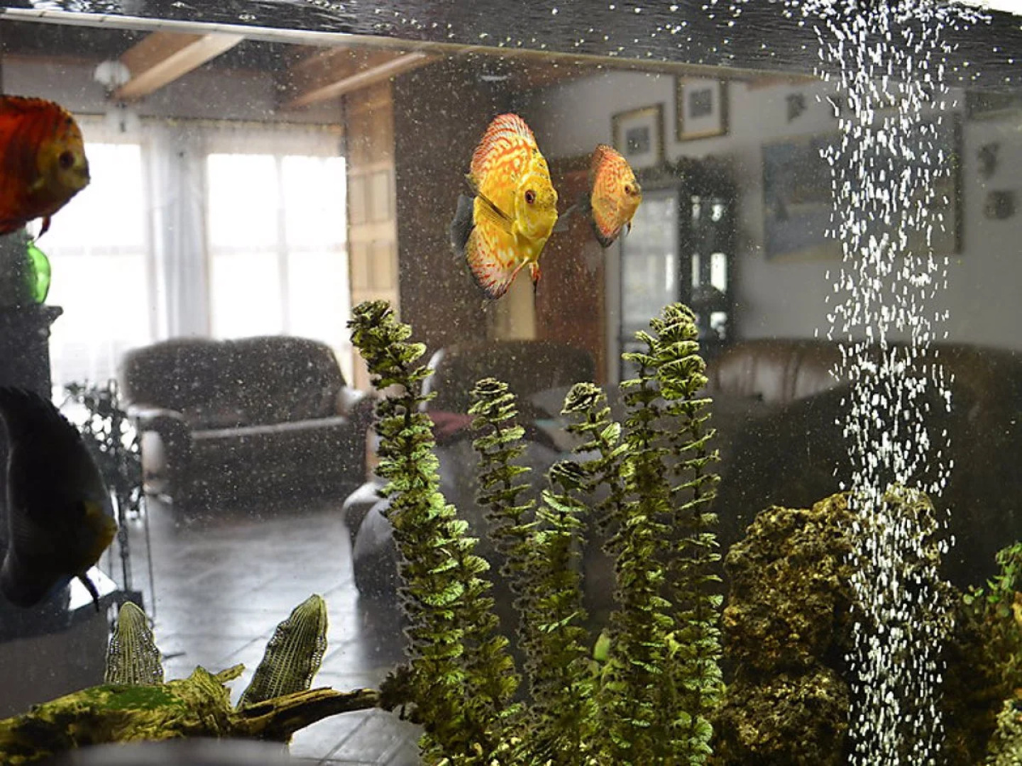 House Borówna Borowna 27547