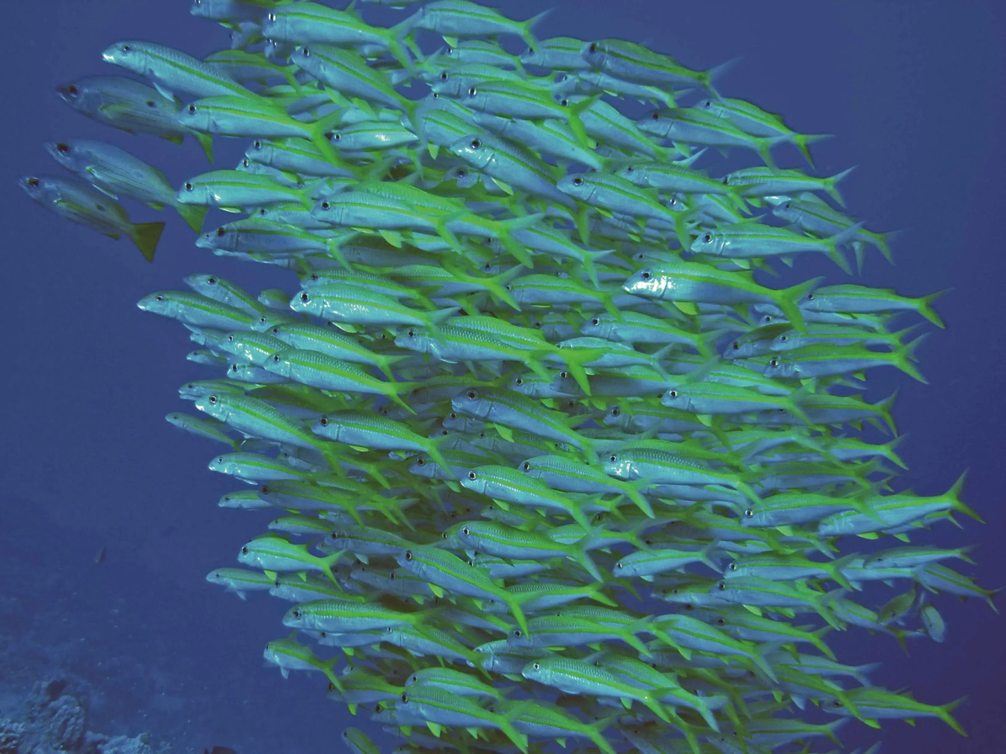 Radisson Blu Resort, El Quseir