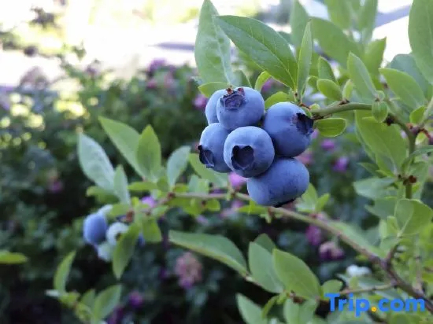 Club Med Kiroro Grand