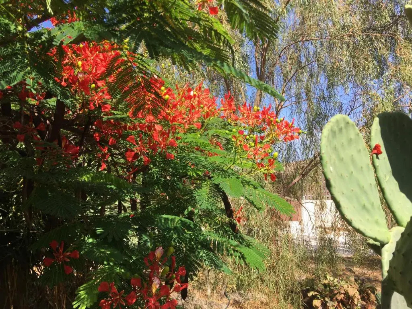 Vereda de Las Camellas