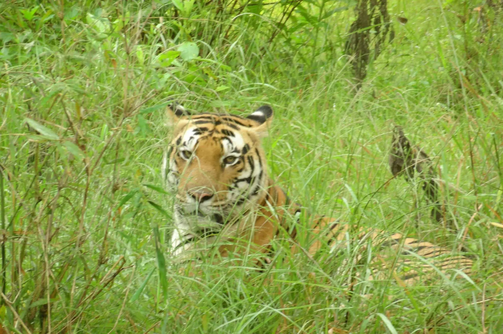 Windsor Tiger Resort