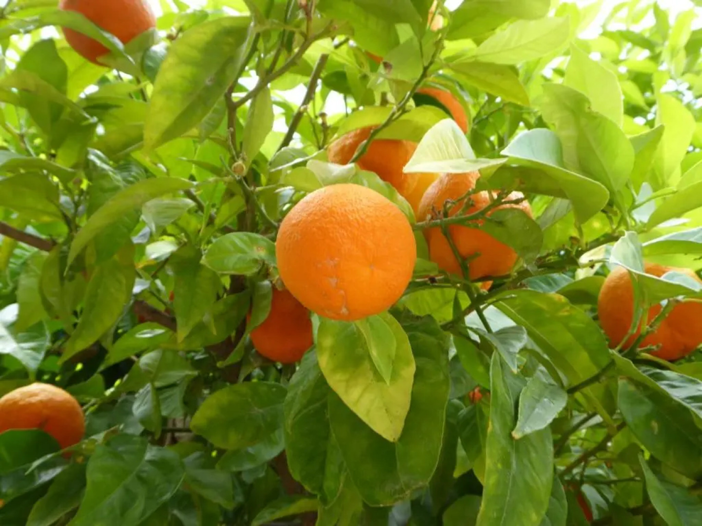 Domaine de l’Herbe Sainte